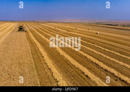 La moissonneuse doit être utilisée pour récolter le blé dans les champs. Moissonneuse-batteuse machine agricole récolte de blé mûr doré dans le nord de la Grèce Banque D'Images