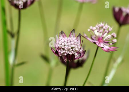 Gros plan fleurs d'Astrantia Major 'Primadonna', le grand mastermoort, famille des Apiaceae. Juillet, dans un jardin hollandais. Pelouse floue sur l'arrière-plan. Banque D'Images