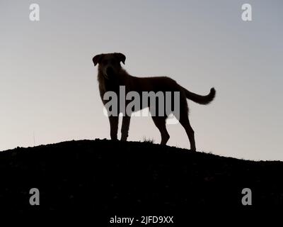 silhouette d'un chien dans l'heure bleue après le coucher du soleil Banque D'Images