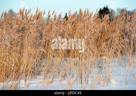 Rive de rivière surcultivée avec une grande herbe sèche près du village lors d'une journée d'hiver Banque D'Images
