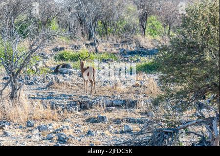 Un Impala - Aepyceros melampus- pâturage sur les plaines d'Etosha National Park, Namibie. Banque D'Images