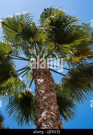 Tronc et branches de l'arbre de paume, vue de dessous, arrière-plan Banque D'Images
