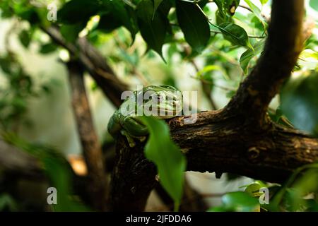 Un gros plan d'une magnifique grenouille d'arbre verte (Litoria Splendida) sur une branche d'arbre Banque D'Images