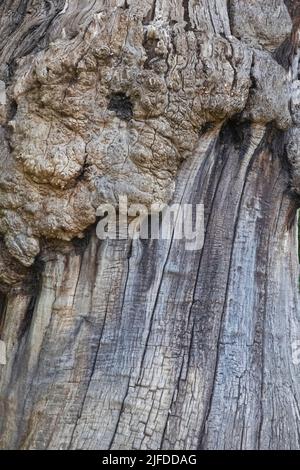 Trunk arboré, Greenwich Park, Greenwich, Londres, Angleterre Banque D'Images