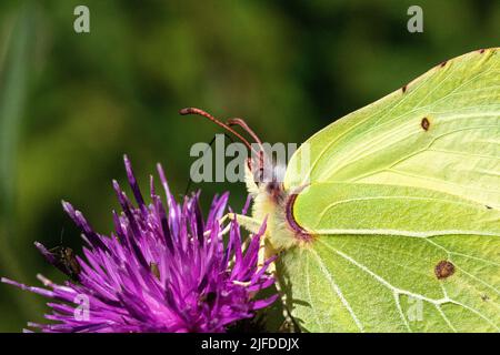 Vue latérale Macro d'un papillon de pierre à brimstone (Gonepteryx rhamni) se nourrissant d'une fleur de crapet noir (Centaurea nigra) lors d'une chaude journée d'été. Banque D'Images