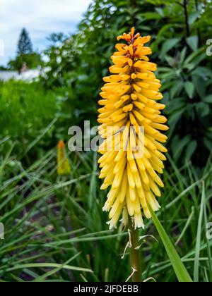 Red Hot Poker - Kniphofia. Ce type est appelé 'Wrexham Buttercup' et est l'un des nombreux types de Kniphofia. Banque D'Images