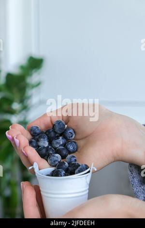 Femme tenant un seau en métal avec des bleuets congelés. Concept de récolte. Les mains des femmes collectent les baies. Concept de saine alimentation. Faire le plein de berr Banque D'Images