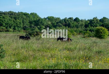 Poneys Exmoor sur Daisy Hill LNR en été Banque D'Images