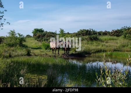 Poneys Exmoor sur Daisy Hill LNR en été Banque D'Images