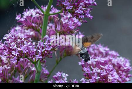 Humming-bird Hawk-moth se nourrissant de valériane. Banque D'Images