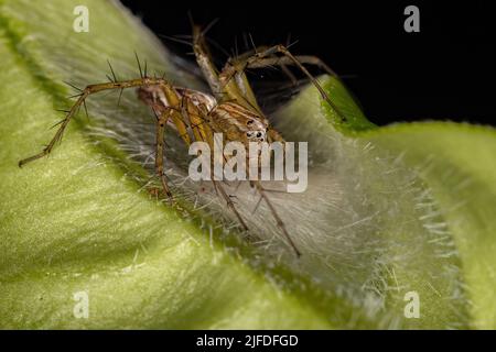 Adulte femelle rayé Lynx araignée de l'espèce Oxyopes salticus protégeant les oeufs Banque D'Images