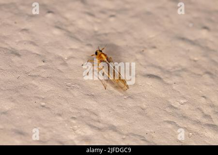 Insecte adulte de la famille Delphacidae Banque D'Images