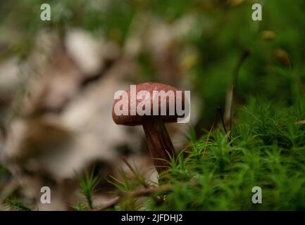 Petit champignon dans la forêt Banque D'Images