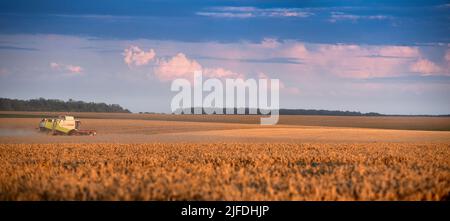 RÉGION DE TERNOPIL, UKRAINE - 03 août 2021: - Combiner CLAAS au travail dans le champ de blé de la récolte du soir, beau ciel Banque D'Images