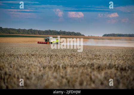 RÉGION DE TERNOPIL, UKRAINE - 03 août 2021: - Combine CLAAS au travail dans la récolte de blé en soirée Banque D'Images