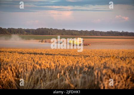 RÉGION DE TERNOPIL, UKRAINE - 03 août 2021: - Combiner CLAAS au travail dans le champ de blé de la récolte en soirée Banque D'Images