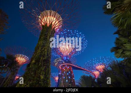 Singapour - 26 juin 2022 : superarbres illuminés avec passerelle pendant le spectacle de lumière de couleur en soirée dans les jardins près de la baie de Singapour. Banque D'Images