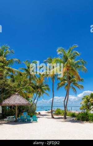 Palmiers à noix de coco sur la plage tropicale de l'île Paradise Caribbean Banque D'Images