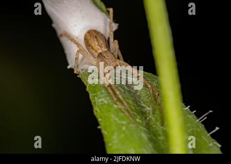 Araignée de crabe de course femelle adulte de la famille des Philodromidae protégeant son apac (œufs) Banque D'Images