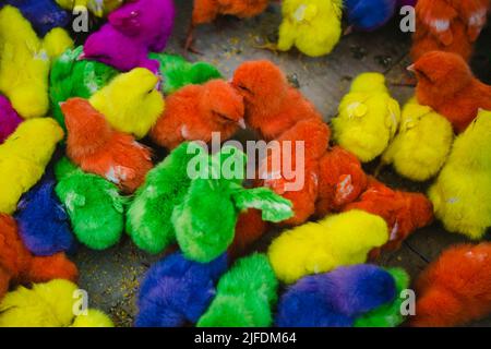 Poulets colorés au marché de Bali. Banque D'Images