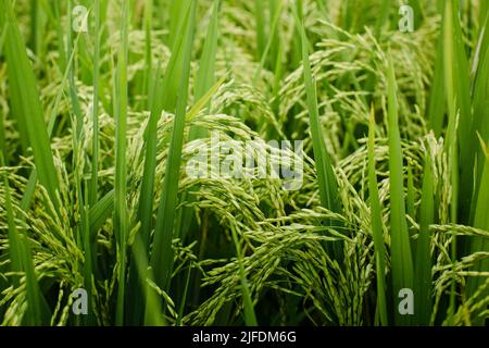 Texture des champs de riz vert. Gros plan sur les pointes. Banque D'Images