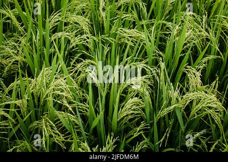 Gros plan sur les épis de riz. Texture des champs de riz vert. Banque D'Images