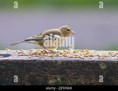 Un gros plan de chaffinch commun assis sur un banc en bois dans un parc avec beaucoup de graines autour de lui Banque D'Images