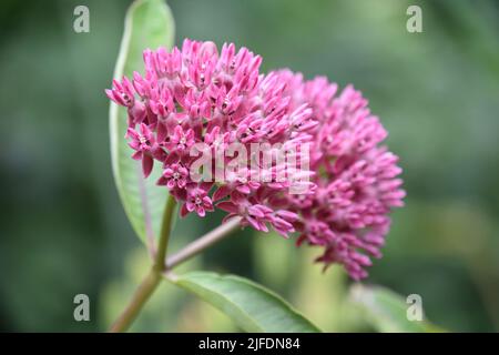 Magnifique gros plan d'une fleur de milkweed rose à fleurs dans un jardin. Banque D'Images