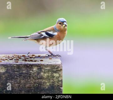 Un gros plan de chaffinch commun assis sur un banc et regardant loin Banque D'Images