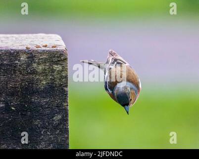 Gros plan d'un chaffinch commun sautant d'un banc en bois dans un parc Banque D'Images