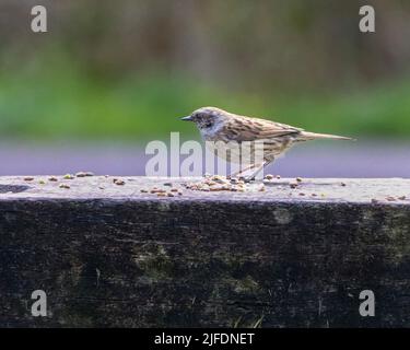 Un petit dunnock assis sur un banc de bois dans un parc et regardant le côté opposé de la caméra Banque D'Images