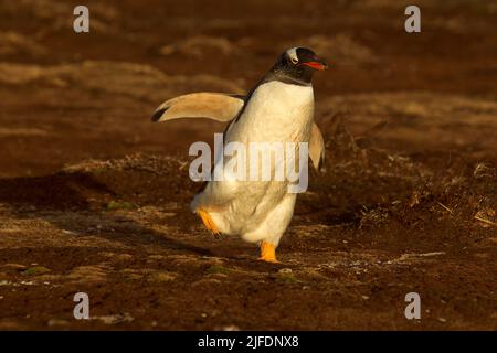 Manchot de Gentoo au lever du soleil, marche vers la mer, île Sea Lion, îles Falkland Banque D'Images