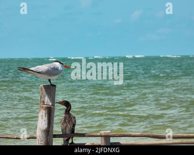 mouettes sur poteau en bois avec fond de ciel bleu et de mer Banque D'Images