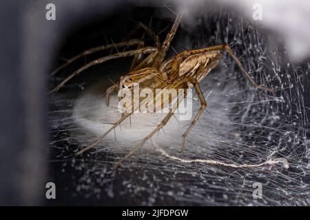 Adulte femelle rayé Lynx araignée de l'espèce Oxyopes salticus protégeant les oeufs Banque D'Images