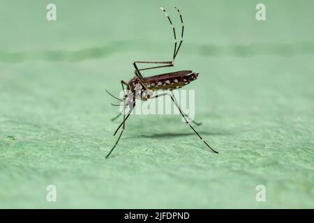 Femelle adulte fièvre jaune moustiquaire de l'espèce Aedes aegypti Banque D'Images
