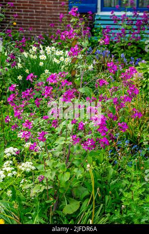 Gros plan sur l'honnêteté annuelle (Lunaria rediviva) Banque D'Images