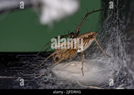 Adulte femelle rayé Lynx araignée de l'espèce Oxyopes salticus protégeant les oeufs Banque D'Images