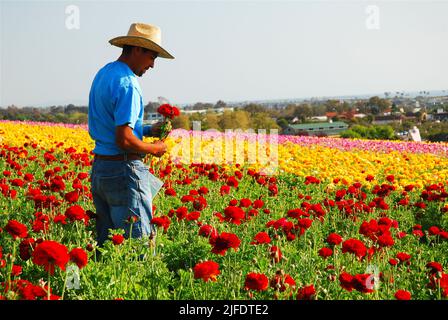 Un homme adulte travaille dans les champs de fleurs de Carlsbad, en Californie, près de San Diego, cueillant des fleurs gétolotes ranumulus géantes pour son travail agricole Banque D'Images