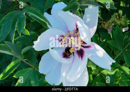 Paeonia suffruticosa croît dans la serre. Plante blanche, cultivée pour ses fleurs. Banque D'Images