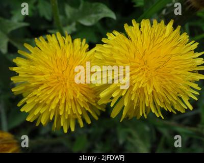 Deux pissenlits, Taraxacum officinale, se tenant près l'un de l'autre. Le pissenlit symbolise l'espoir, la guérison et la croissance. Banque D'Images