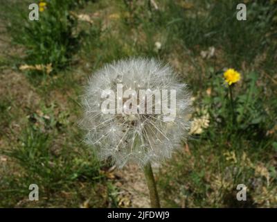 Horloges de pissenlit, fruits de pissenlit mûrs, boule de blowball, Taraxacum officinale Banque D'Images