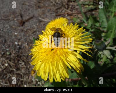 Abeille ou Melittidae qui recueille le nectar au milieu de la fleur de Dandélion. Banque D'Images