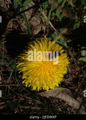 Abeille ou Melittidae qui recueille le nectar au milieu de la fleur de Dandélion. Banque D'Images