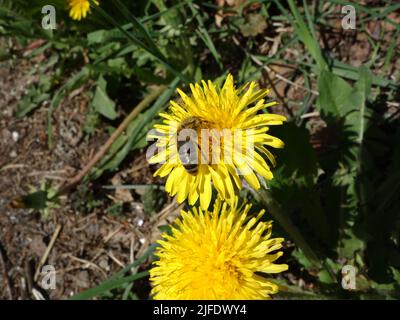 Abeille ou Melittidae qui recueille le nectar au milieu de la fleur de Dandélion. Banque D'Images