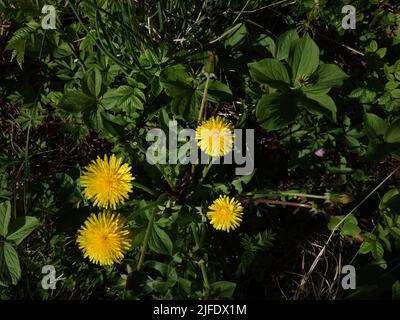 Dandelion et True Lovers nouent dans un beau mélange. Banque D'Images