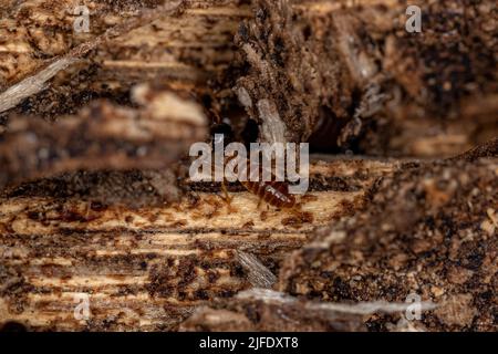 Termites nasutes adultes du genre Nasutitermes Banque D'Images