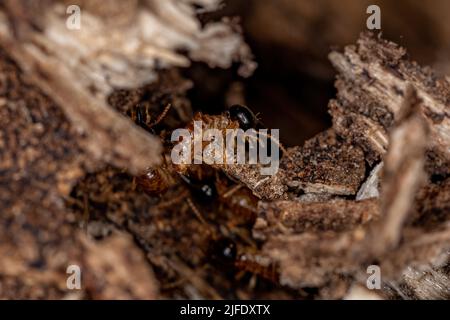 Termites nasutes adultes du genre Nasutitermes Banque D'Images