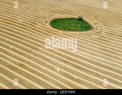 Petersdorf, Allemagne. 02nd juillet 2022. Sur un champ de grain récolté, il y a un "atoll", une petite dépression, habituellement avec un trou d'eau (photo aérienne avec un drone). De telles « encres » ont souvent été formées à la suite de l'âge de la glace dans le nord-est de l'Allemagne. En tant que biotopes, ils forment des îles de valeur écologique dans les zones fortement utilisées pour l'agriculture. Credit: Patrick Pleul/dpa/Alay Live News Banque D'Images