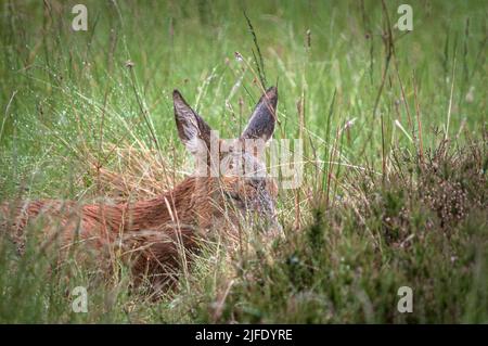 Un été proche image HDR d'un veau solitaire de Red Deer, Cervus elaphus scoticus, dans les prairies, Strathnairn, Écosse. 30 mai 2022 Banque D'Images