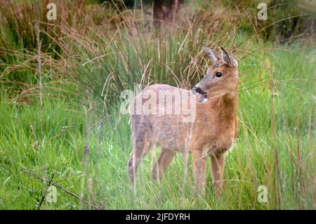 Un été proche image HDR d'un veau solitaire de Red Deer, Cervus elaphus scoticus, dans les prairies, Strathnairn, Écosse. 30 mai 2022 Banque D'Images